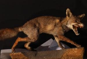 lobito